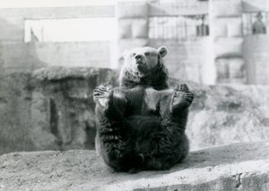 Un ours brun assis et tenant ses pattes arrière avec ses pattes, Mappin Terraces, Zoo de Londres, août 1921